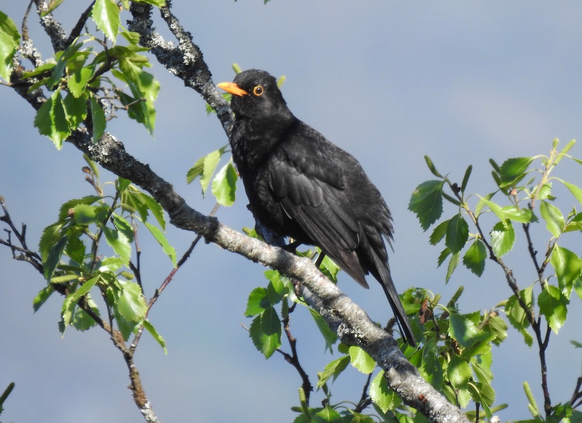 Eurasian Blackbird - ML619335770