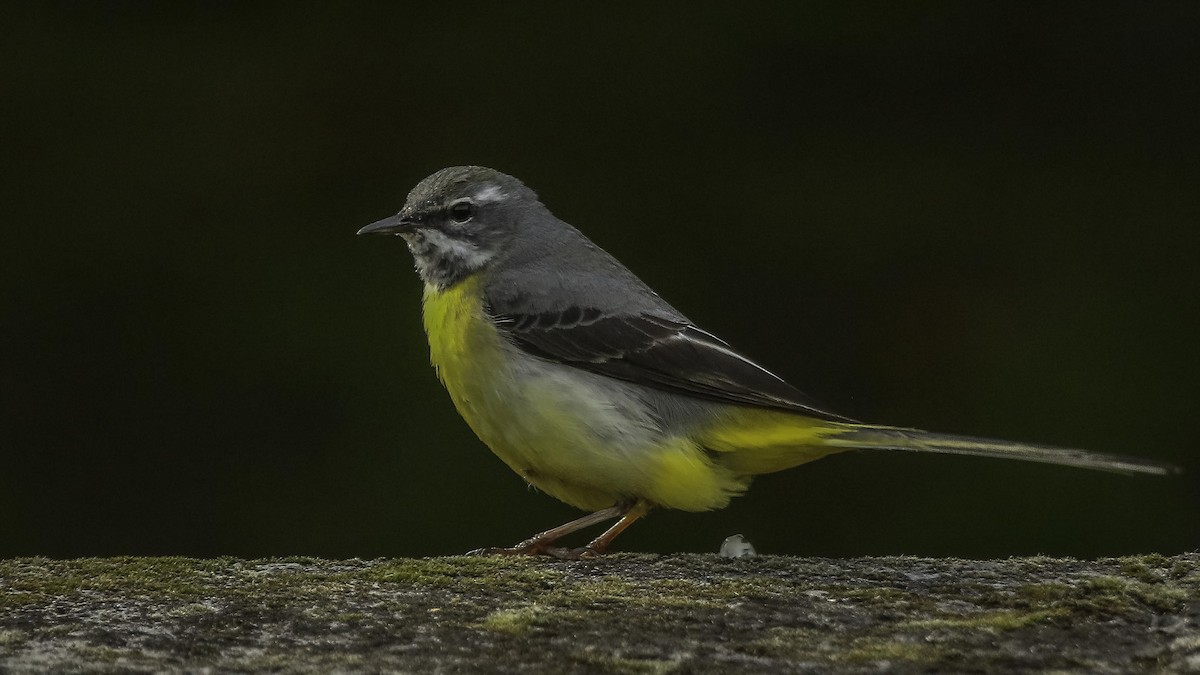 Gray Wagtail - Chris Griffin