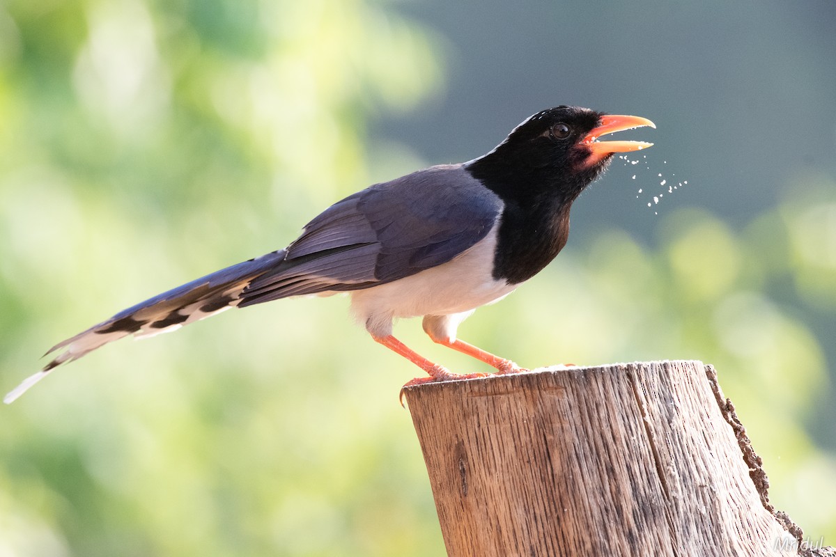 Red-billed Blue-Magpie - ML619335798