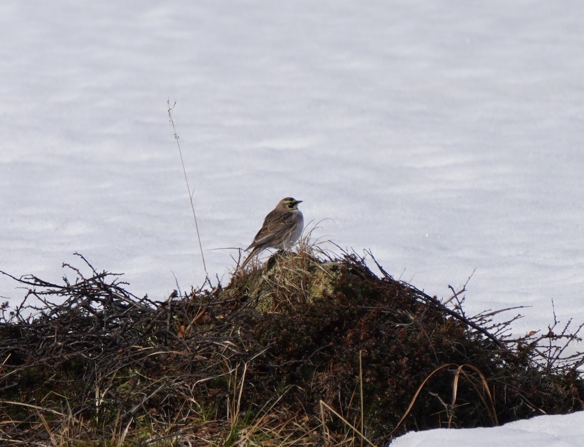 Horned Lark - Guillem De los Santos Pérez