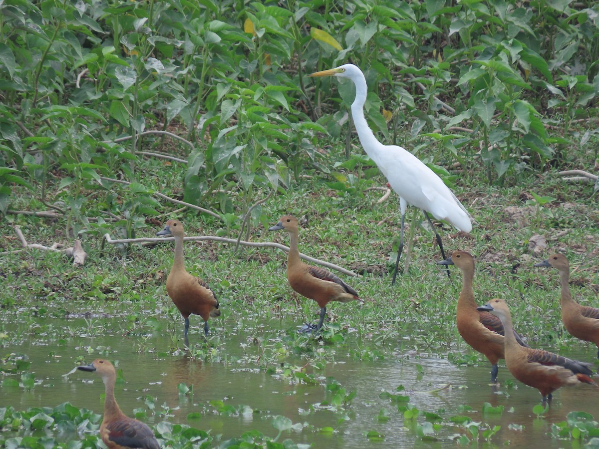 Medium Egret - ML619335815