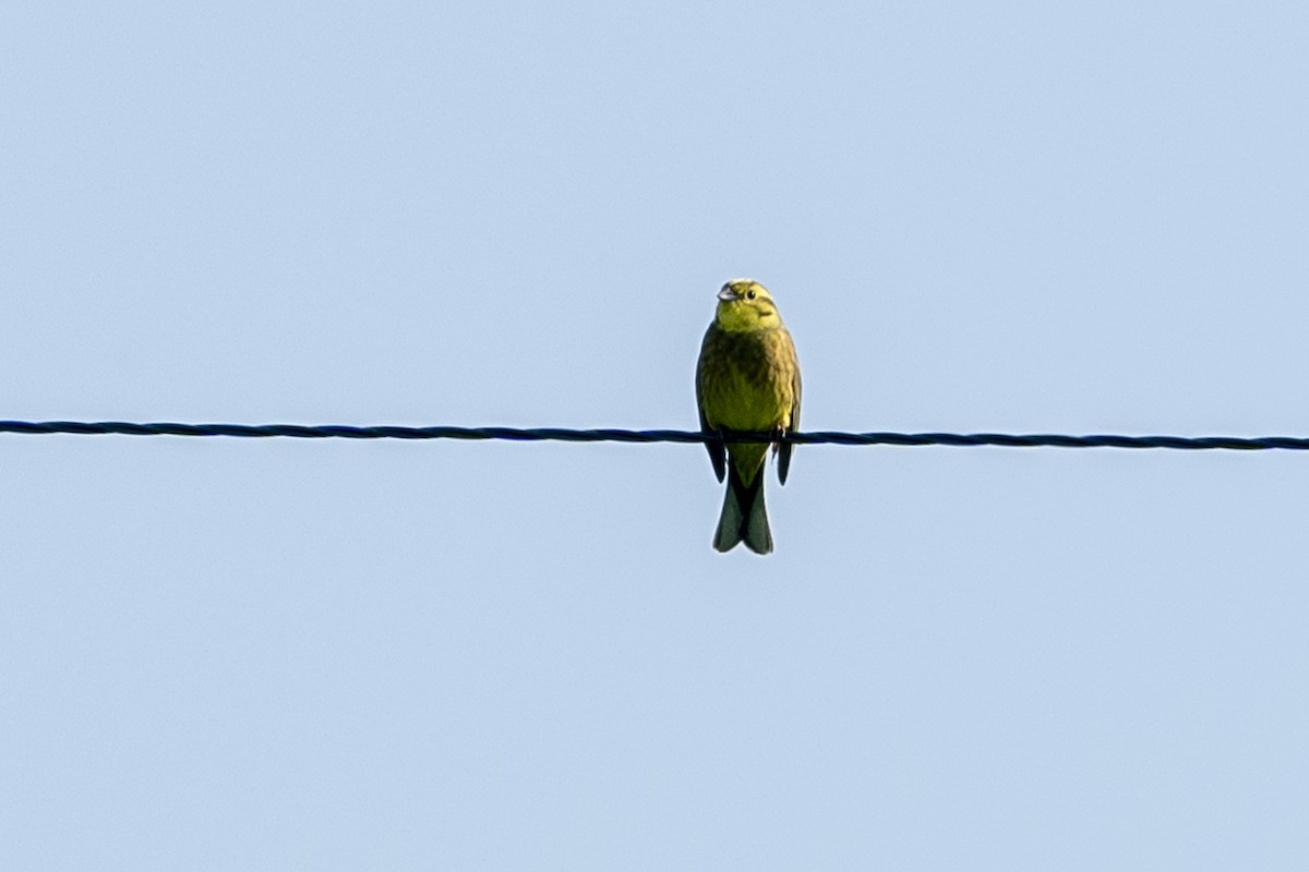 Yellowhammer - Paul Beerman