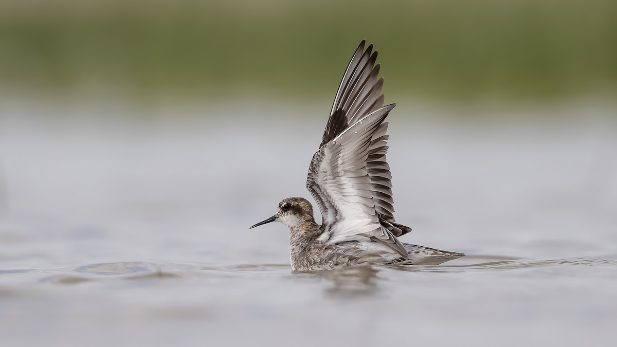 Phalarope à bec étroit - ML619335829