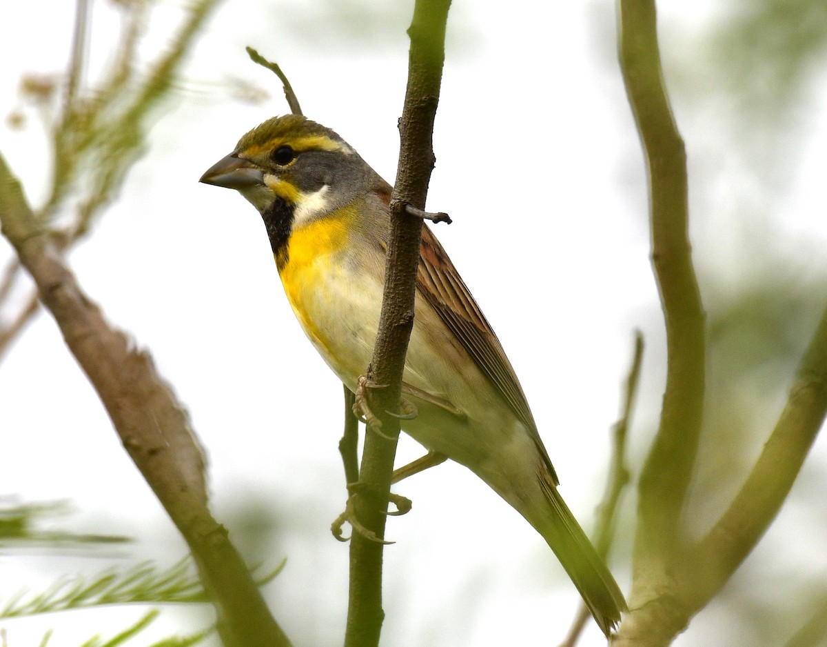 Dickcissel - Harrison Calvin