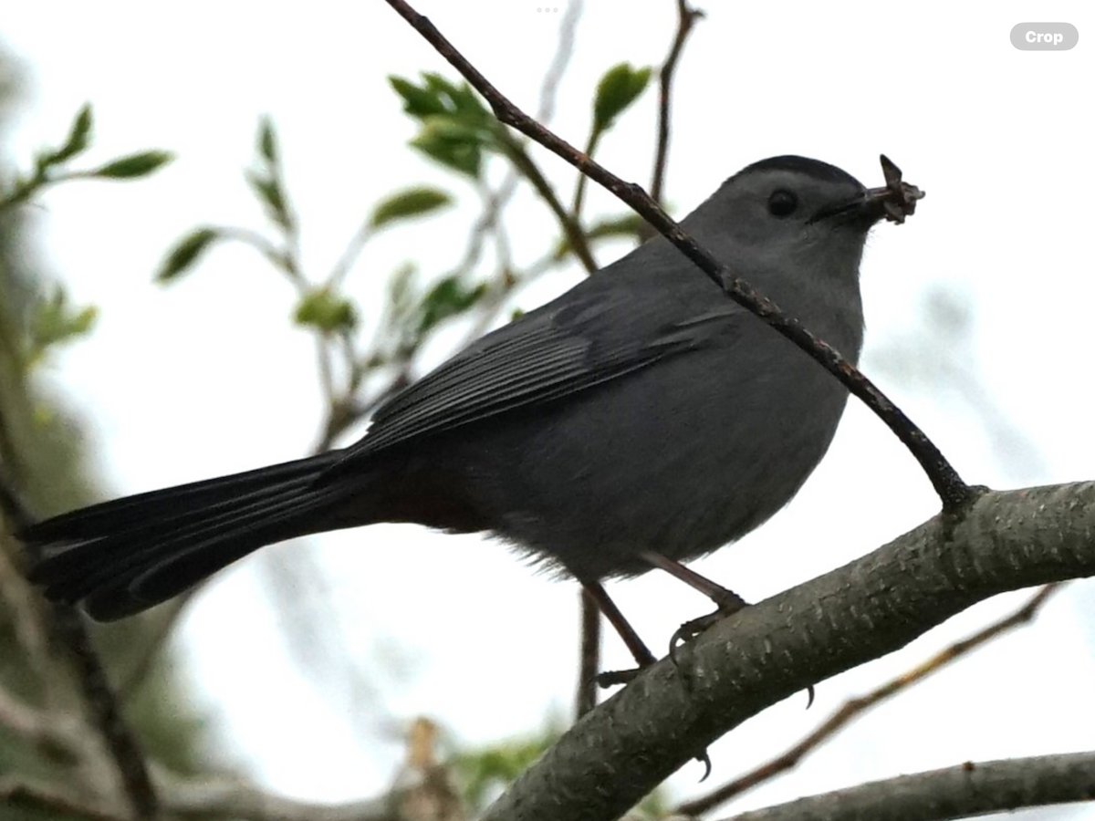 Gray Catbird - Calvin Rees