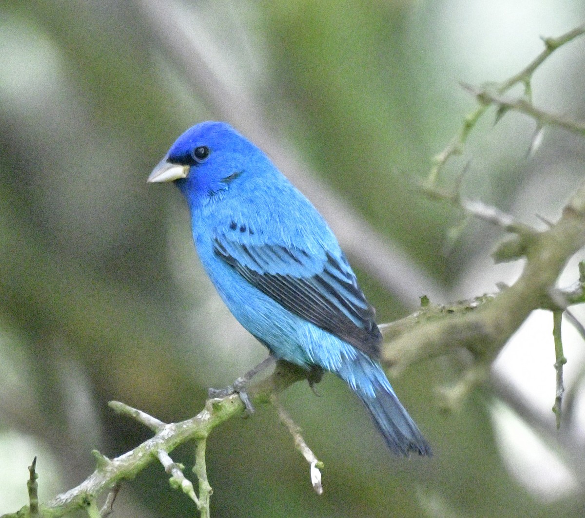 Indigo Bunting - Harrison Calvin