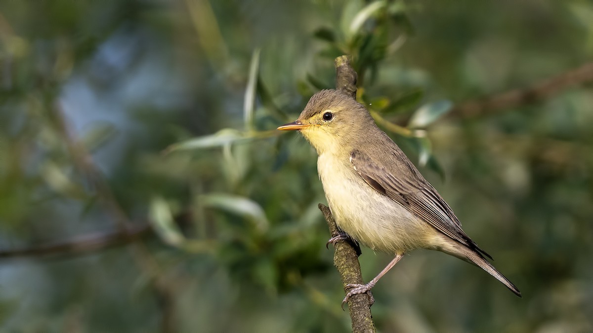 Icterine Warbler - ML619335841