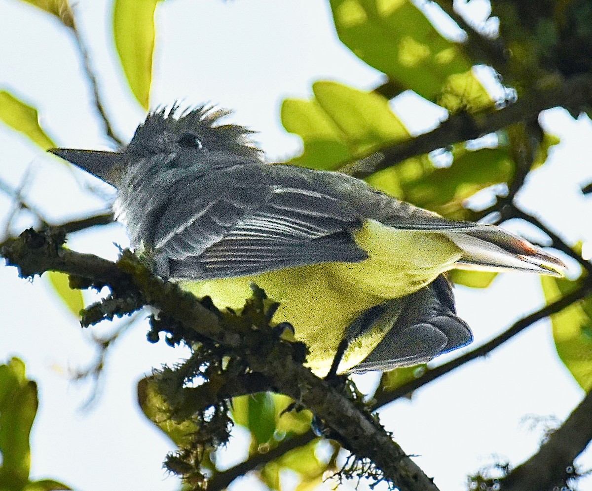 Great Crested Flycatcher - Michael Brower