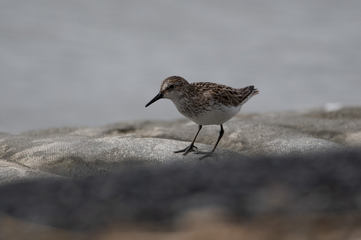 Semipalmated Sandpiper - Candice Lowther