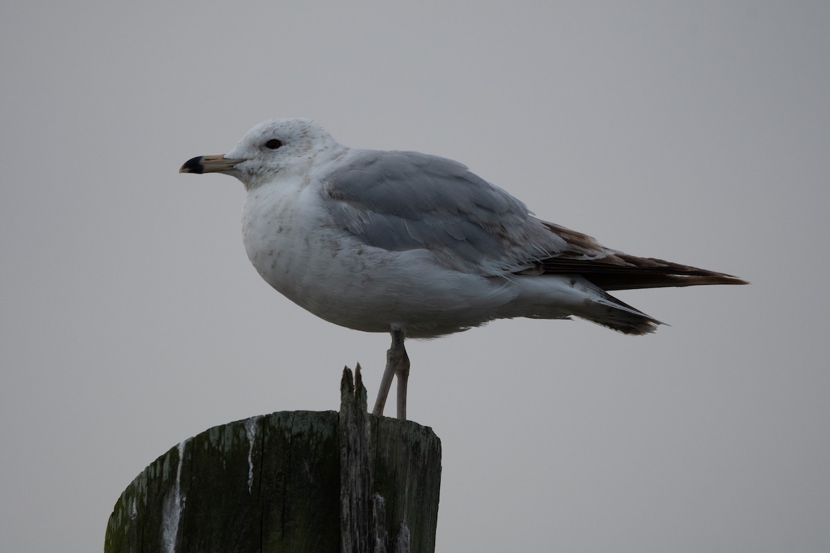 Ring-billed Gull - Candice Lowther