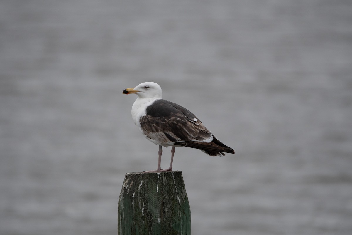 Great Black-backed Gull - Candice Lowther