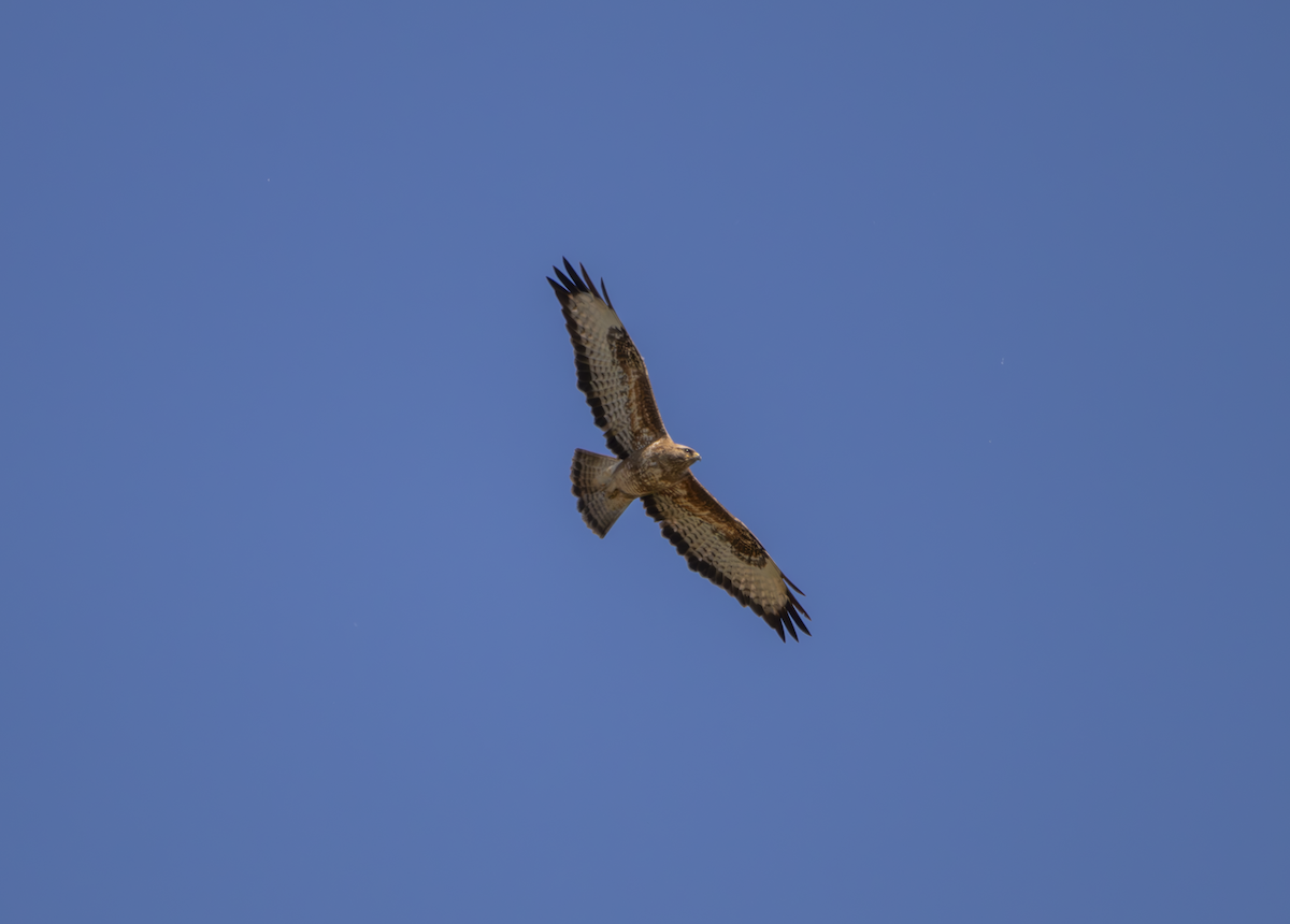 Common Buzzard - Natalia Drabina