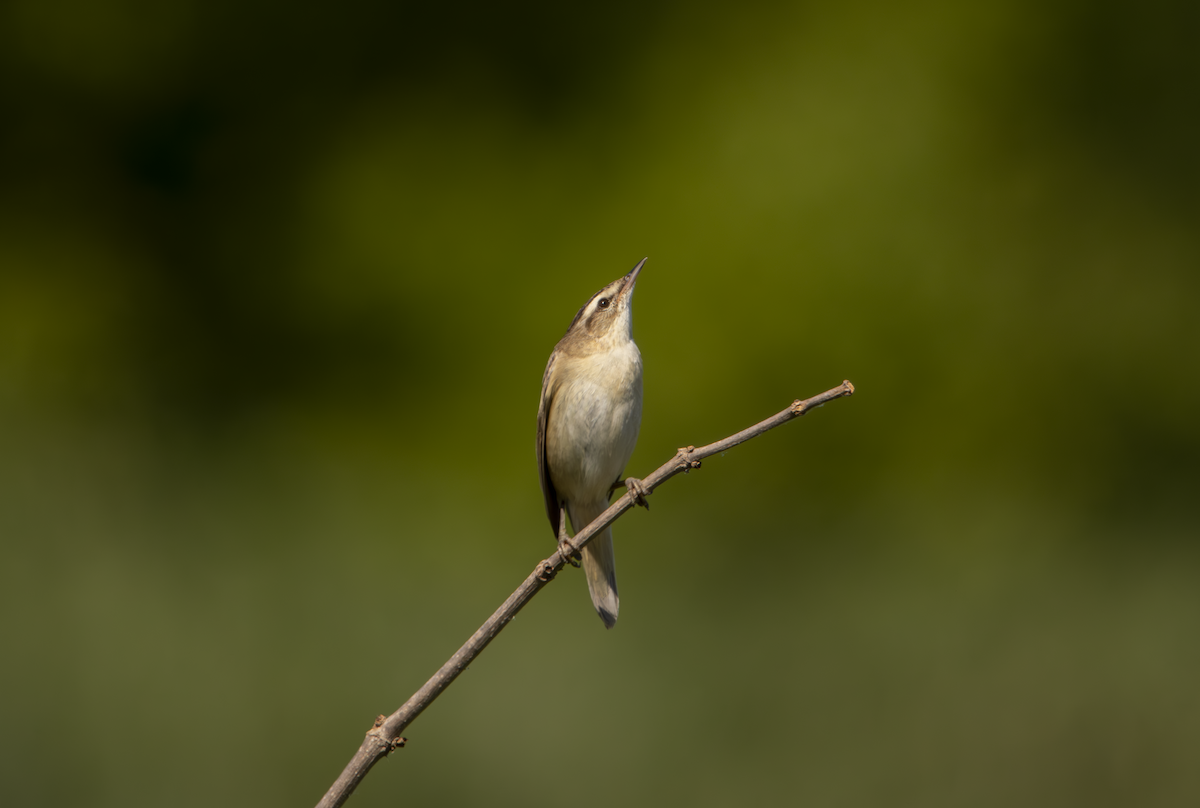 Sedge Warbler - ML619335886