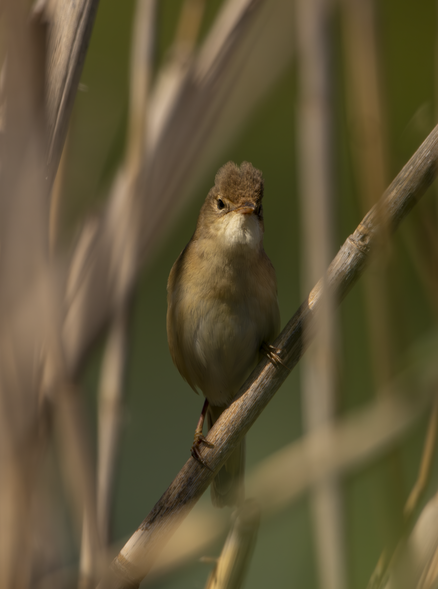 Marsh Warbler - Natalia Drabina