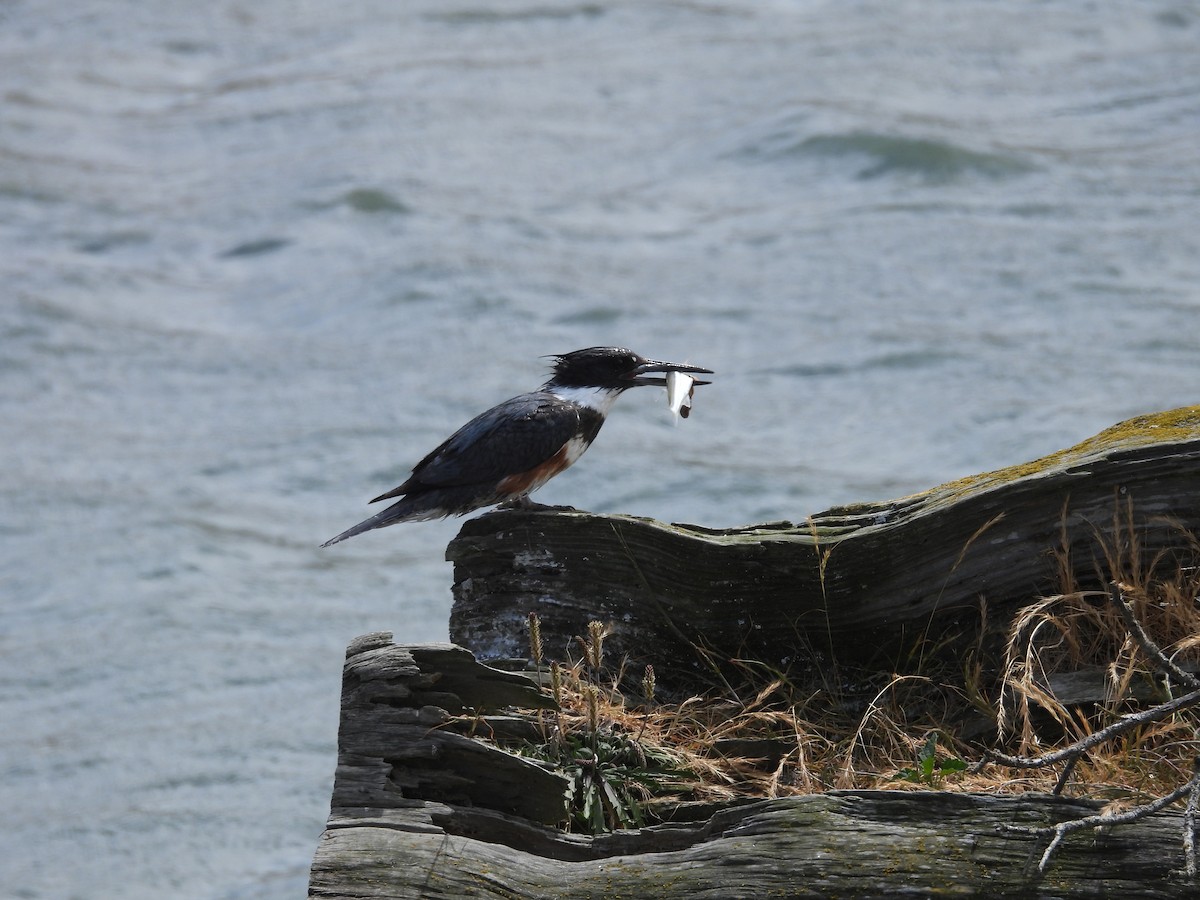 Belted Kingfisher - Todd Leatherman