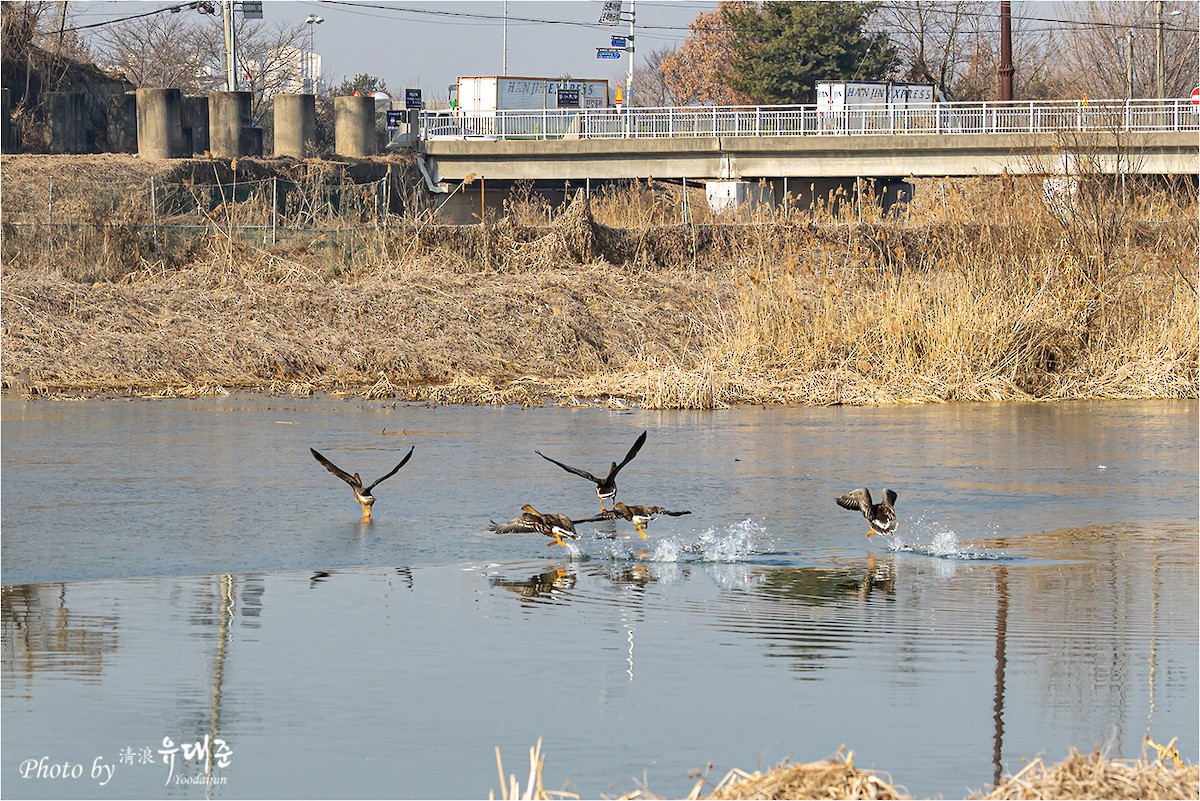 Tundra Bean-Goose - 대준 유