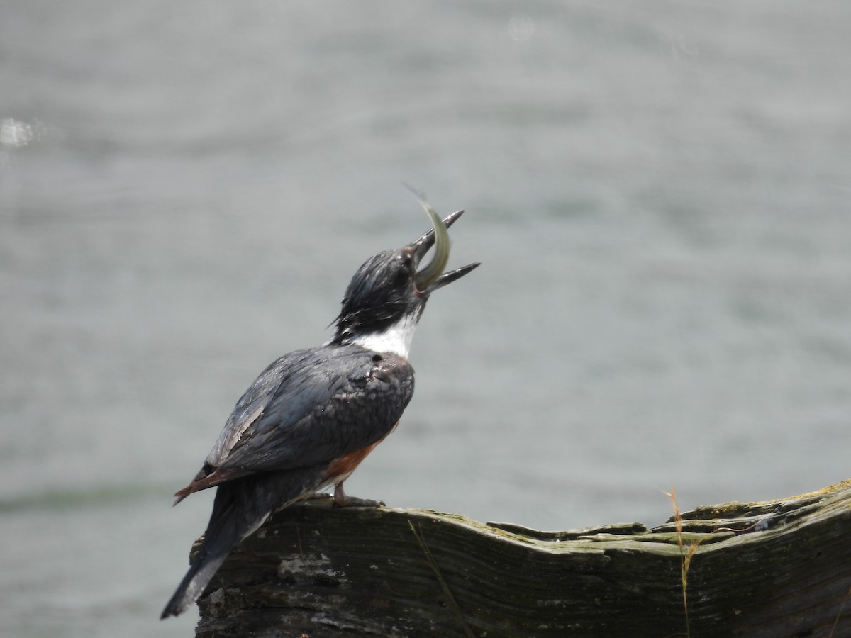 Belted Kingfisher - Todd Leatherman
