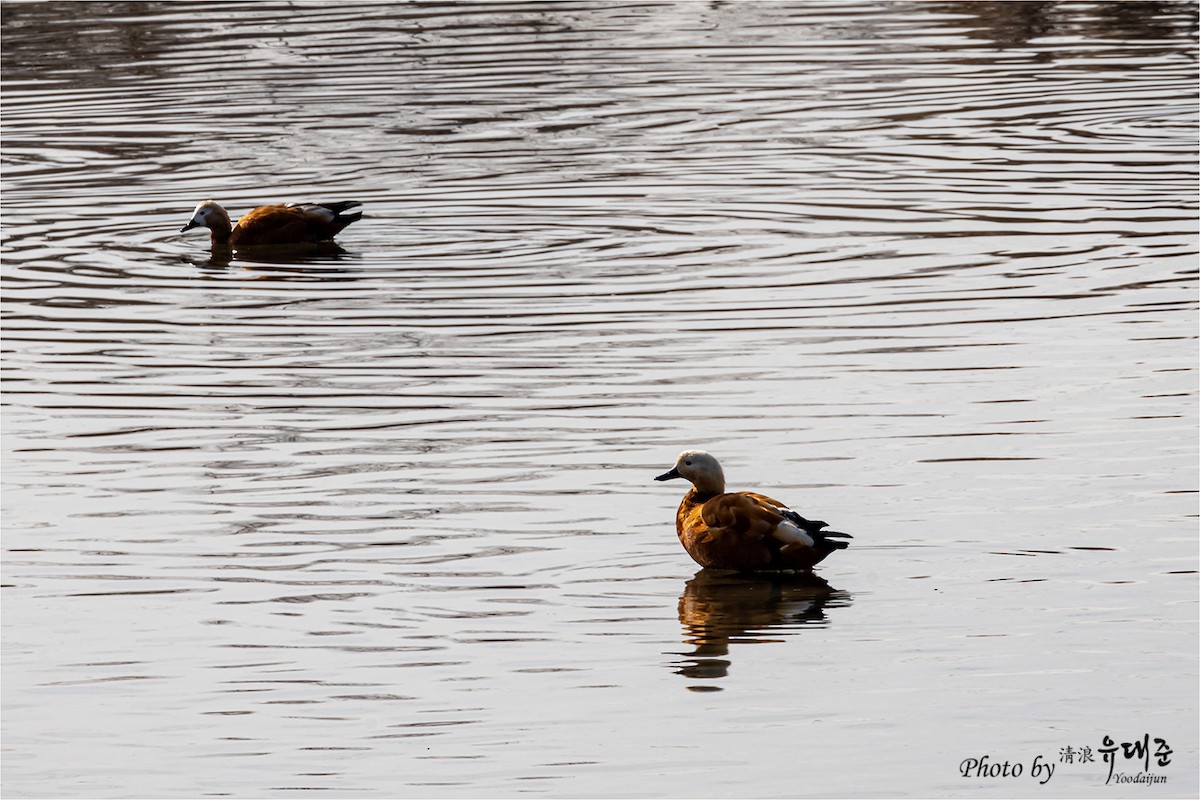 Ruddy Shelduck - ML619335943