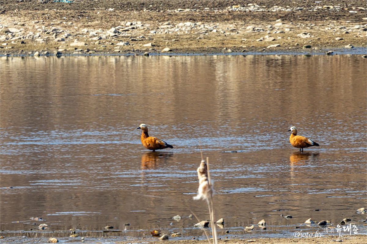 Ruddy Shelduck - ML619335944