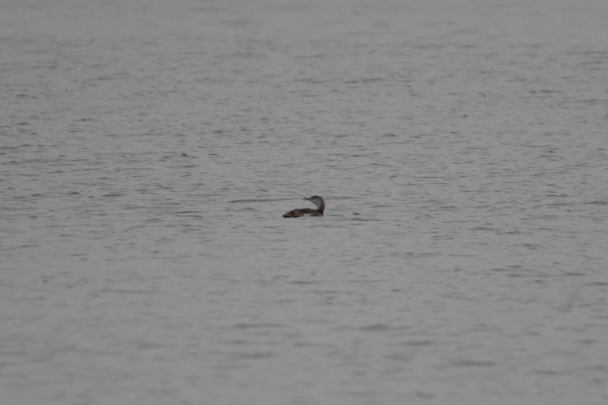 Red-throated Loon - Candice Lowther