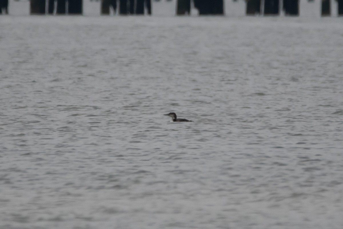 Common Loon - Candice Lowther