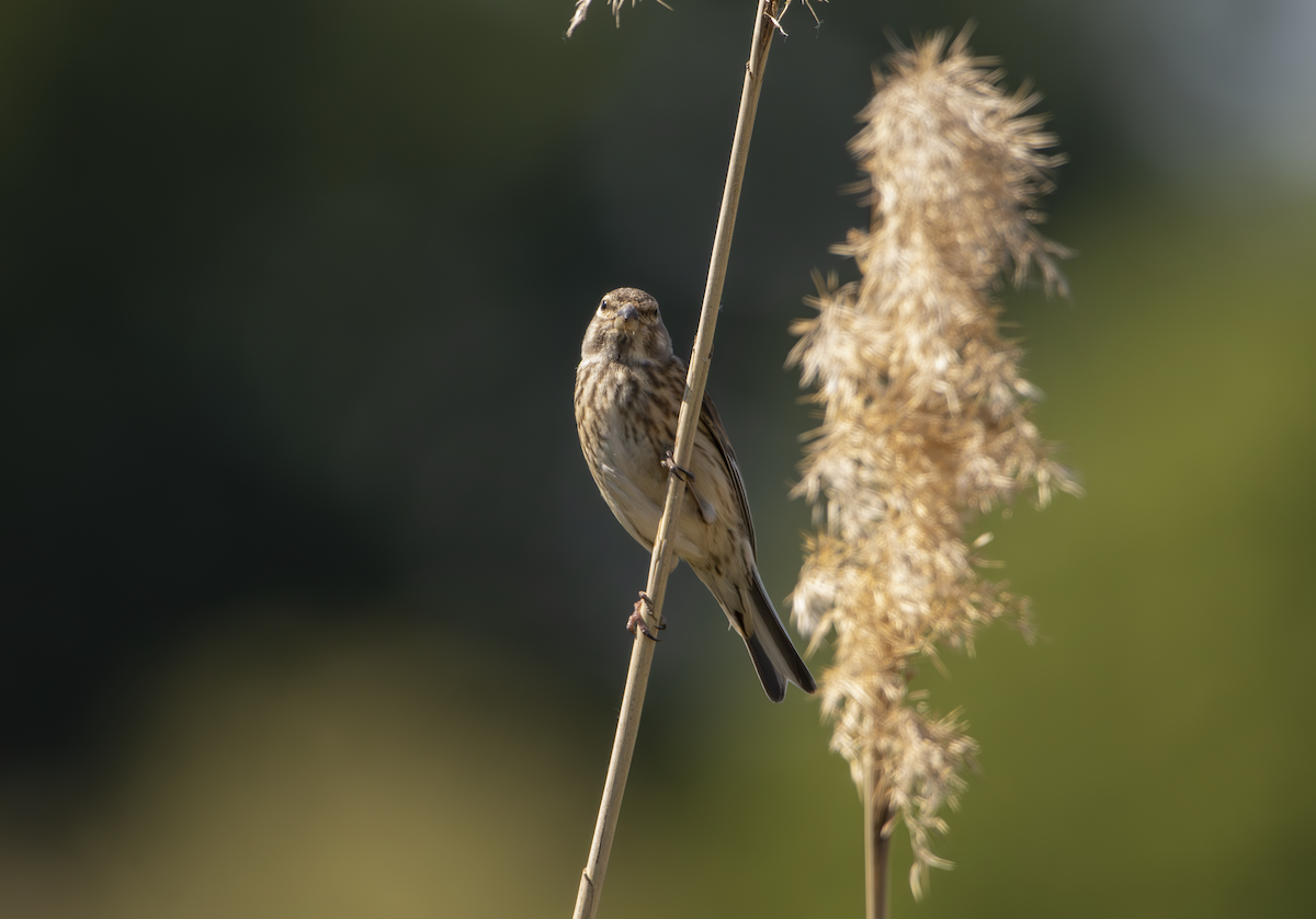 Eurasian Linnet - Natalia Drabina