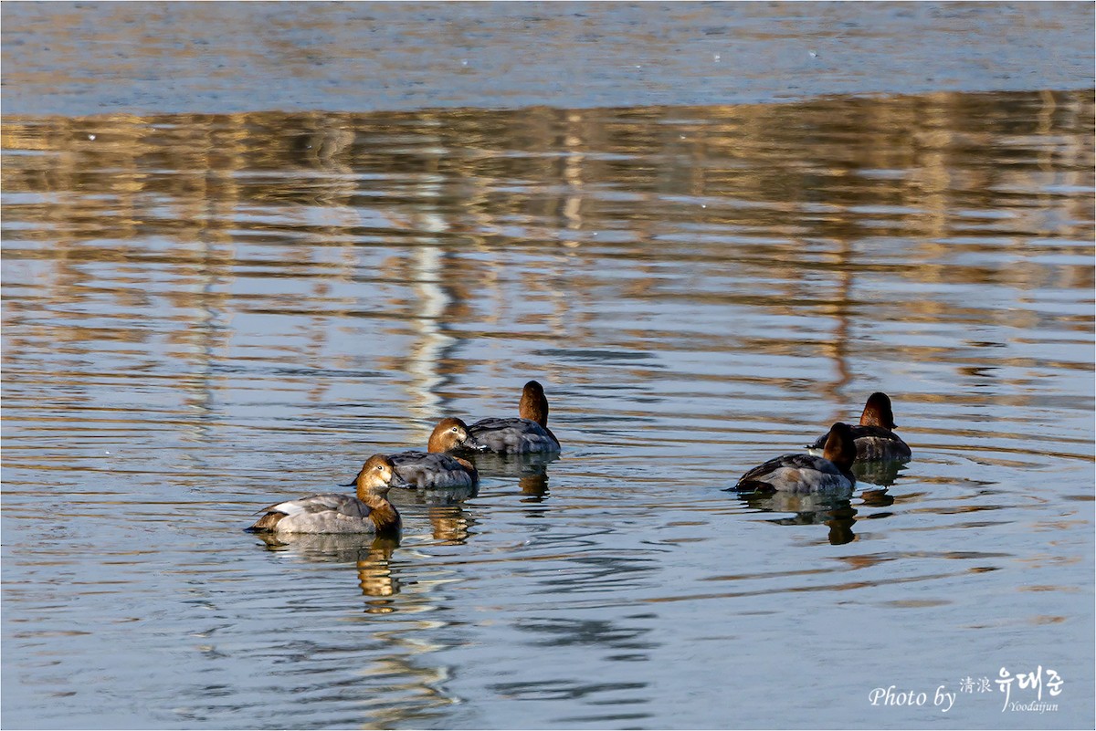 Common Pochard - 대준 유