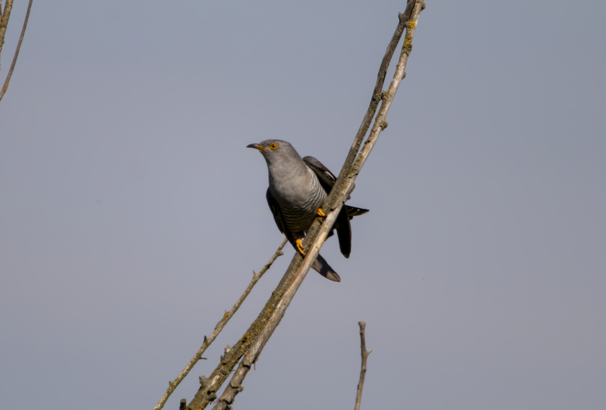 Common Cuckoo - Natalia Drabina