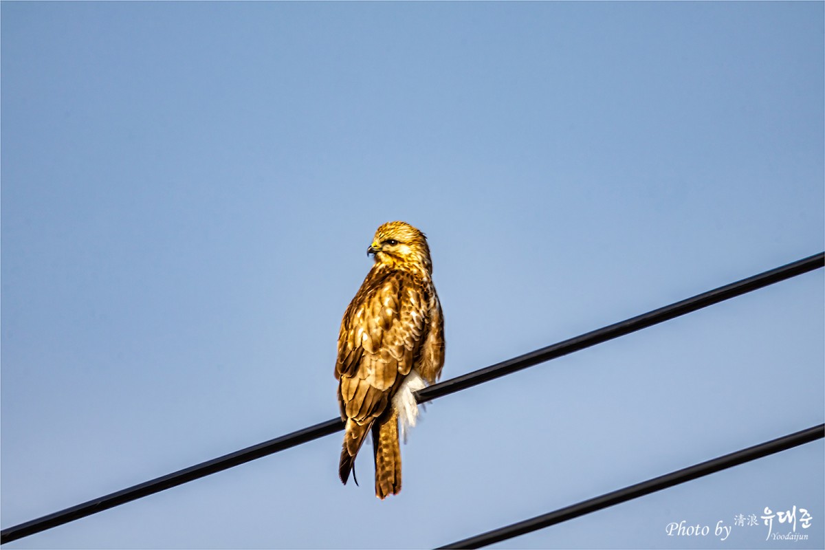 Eastern Buzzard - 대준 유