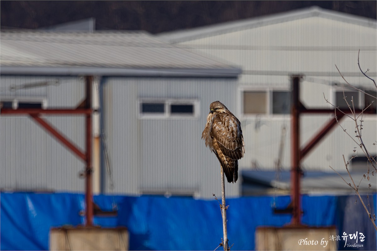 Eastern Buzzard - 대준 유