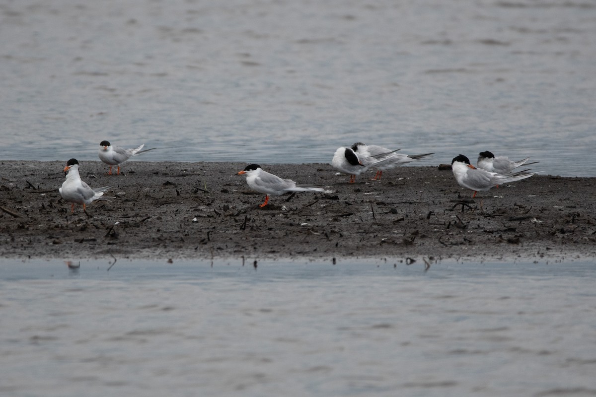 Forster's Tern - Candice Lowther