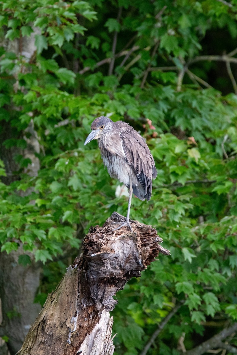 Yellow-crowned Night Heron - Candice Lowther