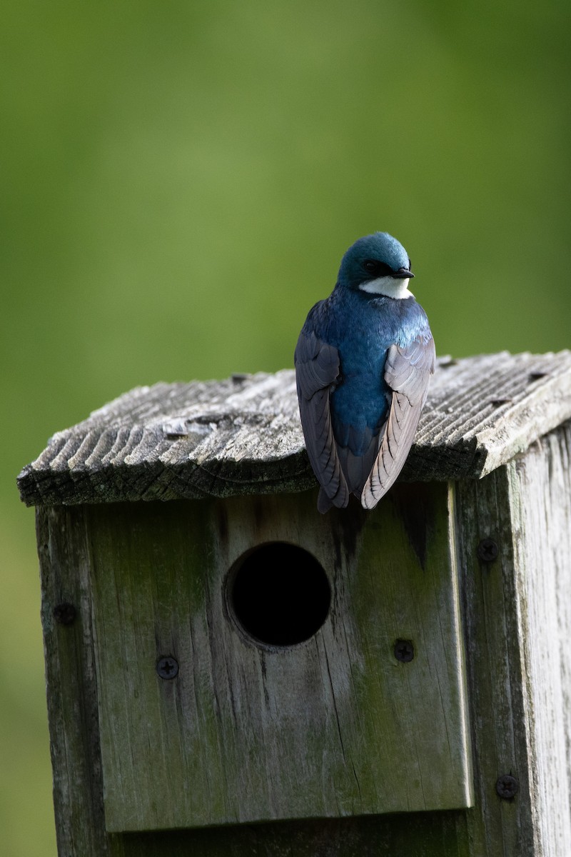 Golondrina Bicolor - ML619335995