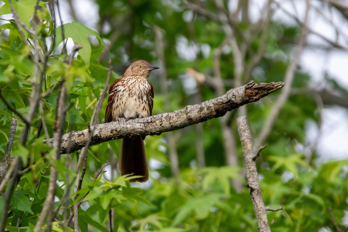 Brown Thrasher - Candice Lowther