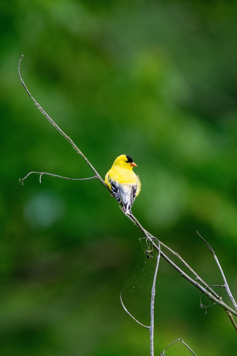 American Goldfinch - Candice Lowther