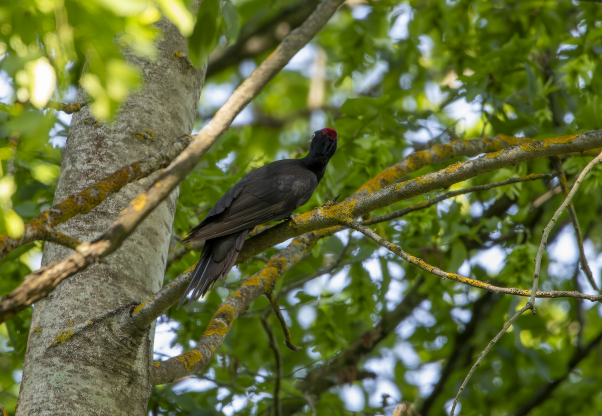 Black Woodpecker - Natalia Drabina