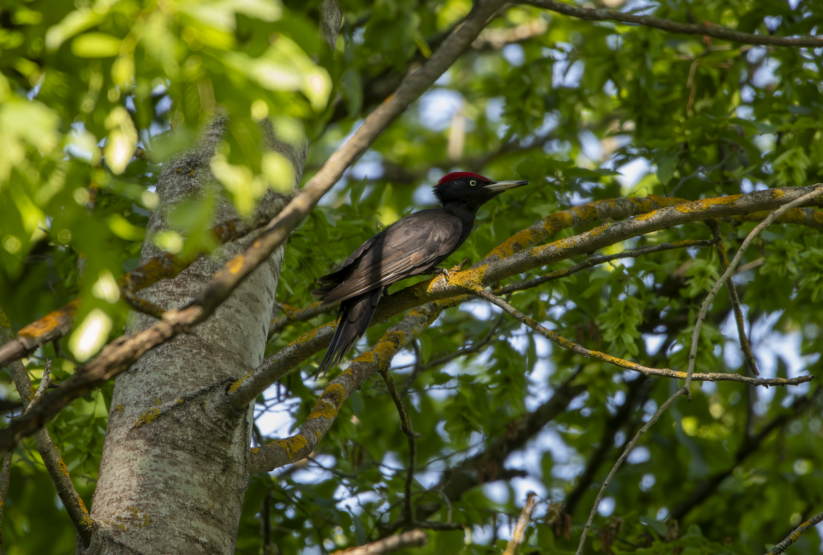 Black Woodpecker - Natalia Drabina