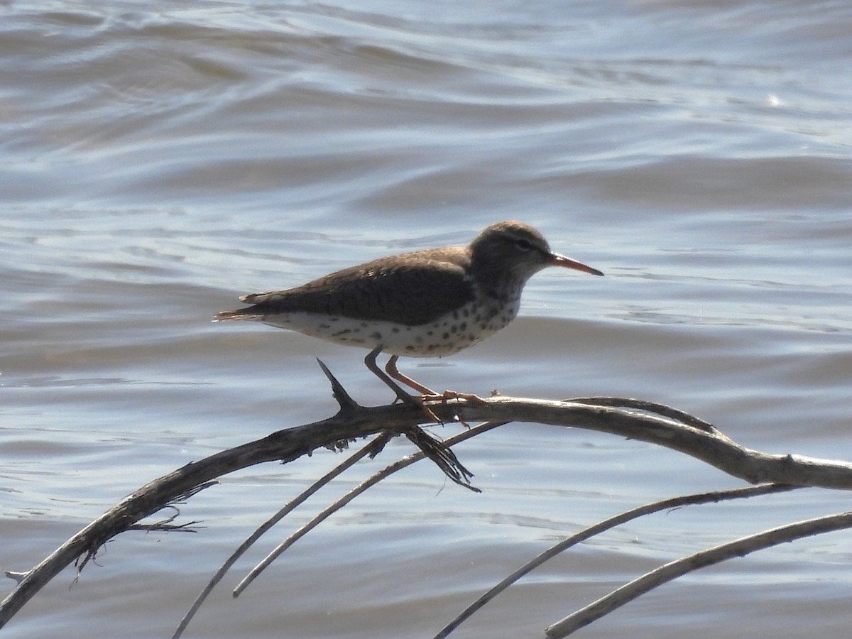 Spotted Sandpiper - Jenny Young