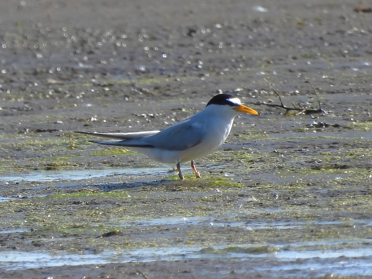 Least Tern - ML619336015