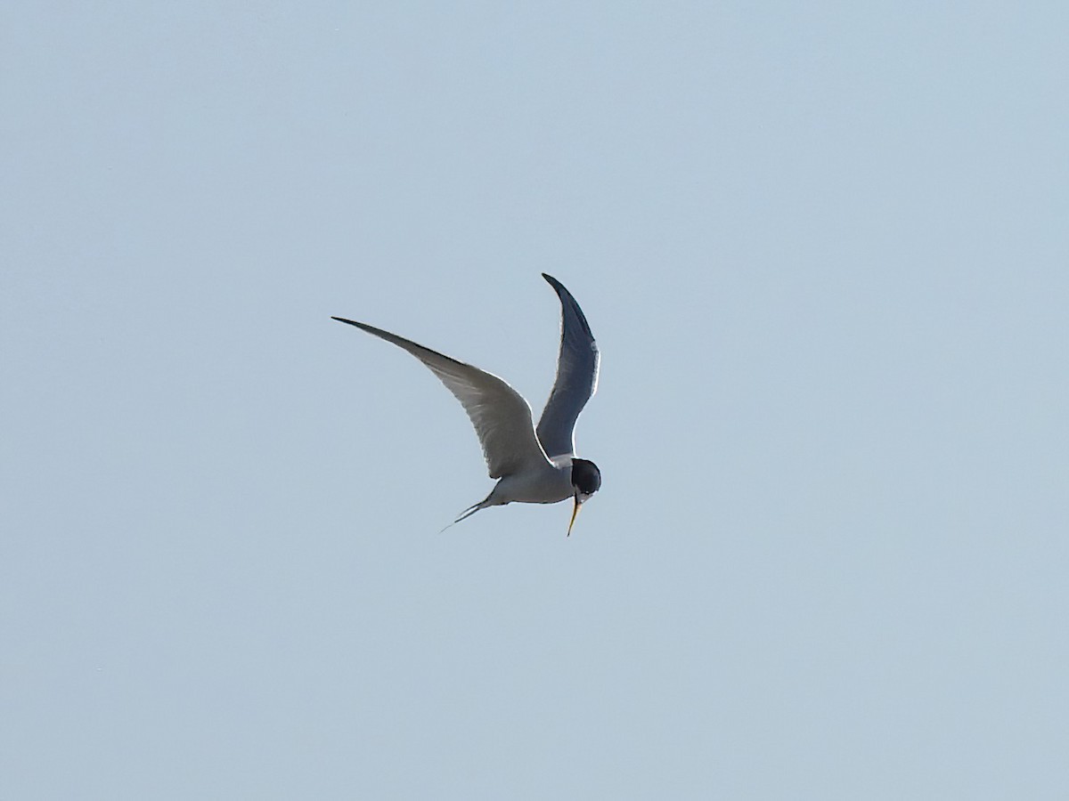 Least Tern - ML619336016