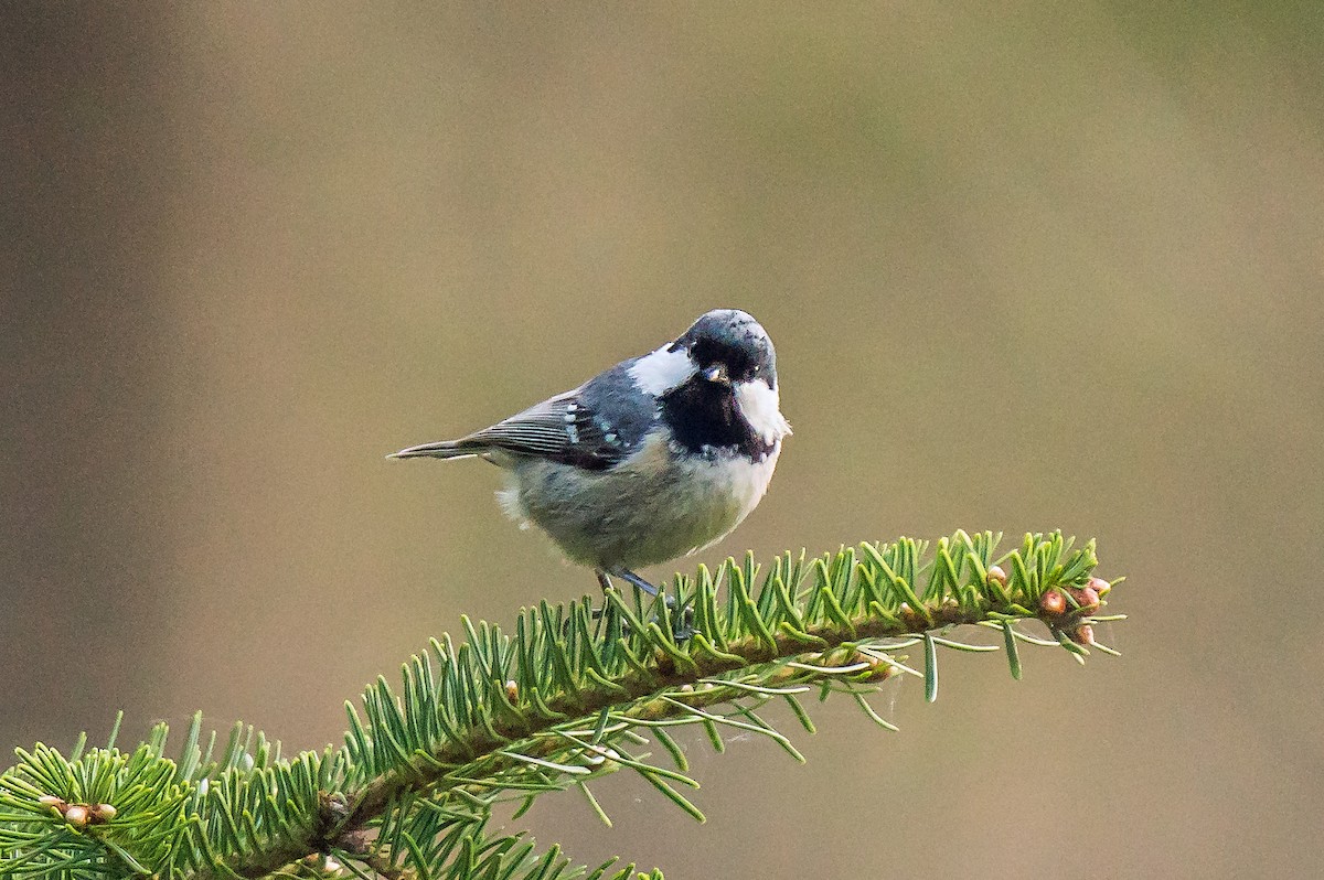 Marsh Tit - Russell Scott