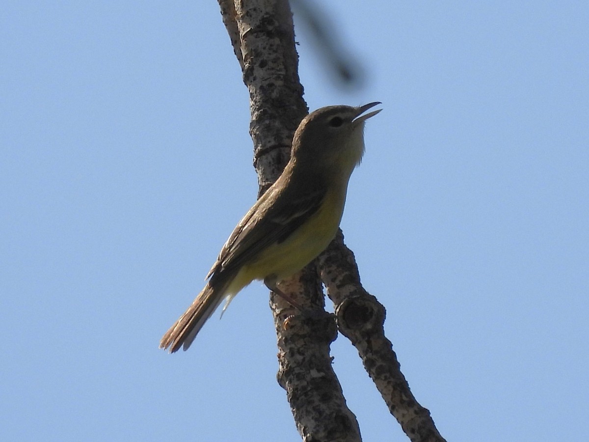 krattvireo - ML619336021