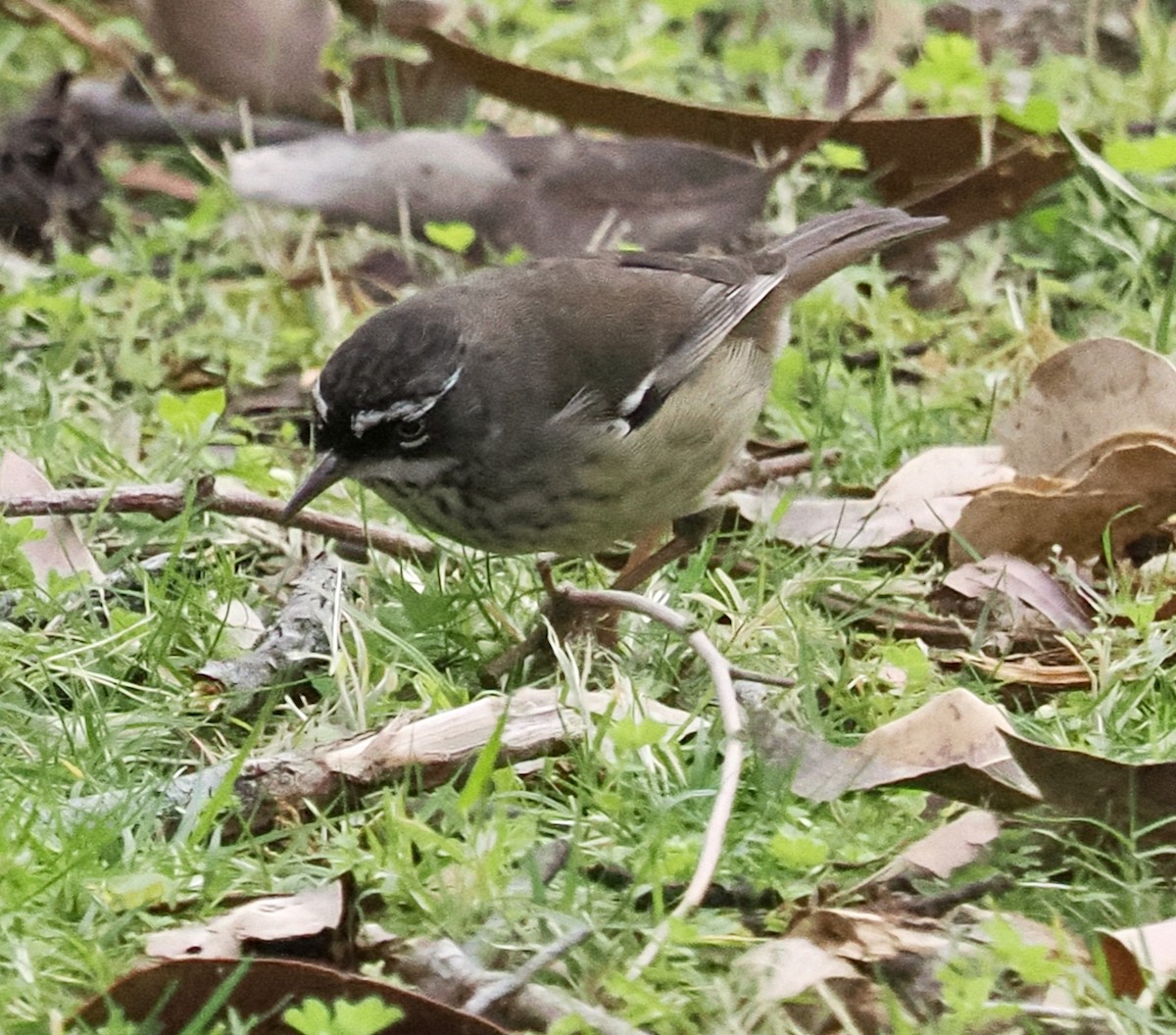 Spotted Scrubwren - ML619336051