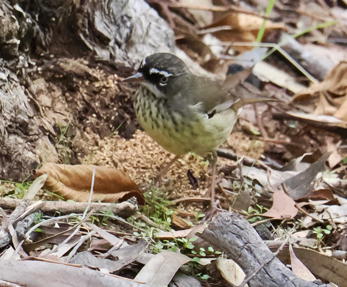 Spotted Scrubwren - ML619336052