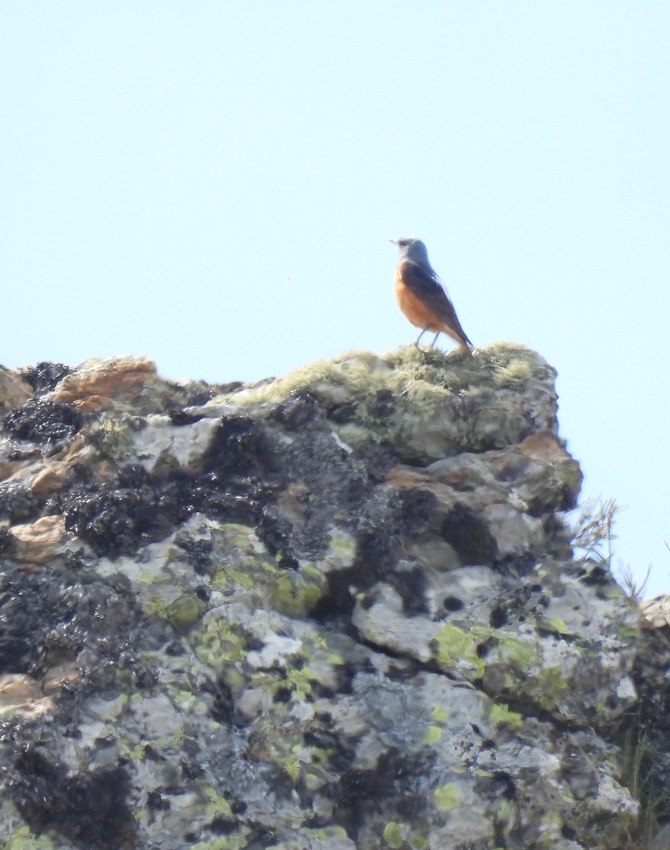 Rufous-tailed Rock-Thrush - Carlos Alberto Ramírez