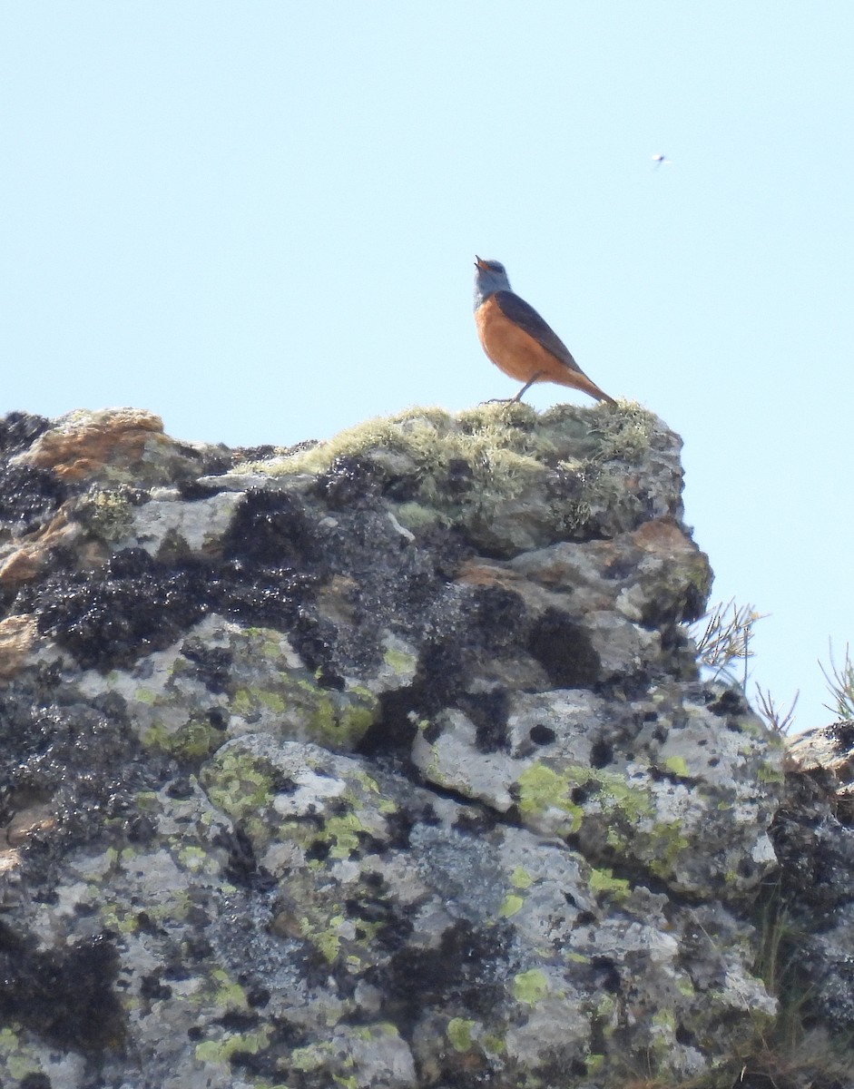 Rufous-tailed Rock-Thrush - Carlos Alberto Ramírez