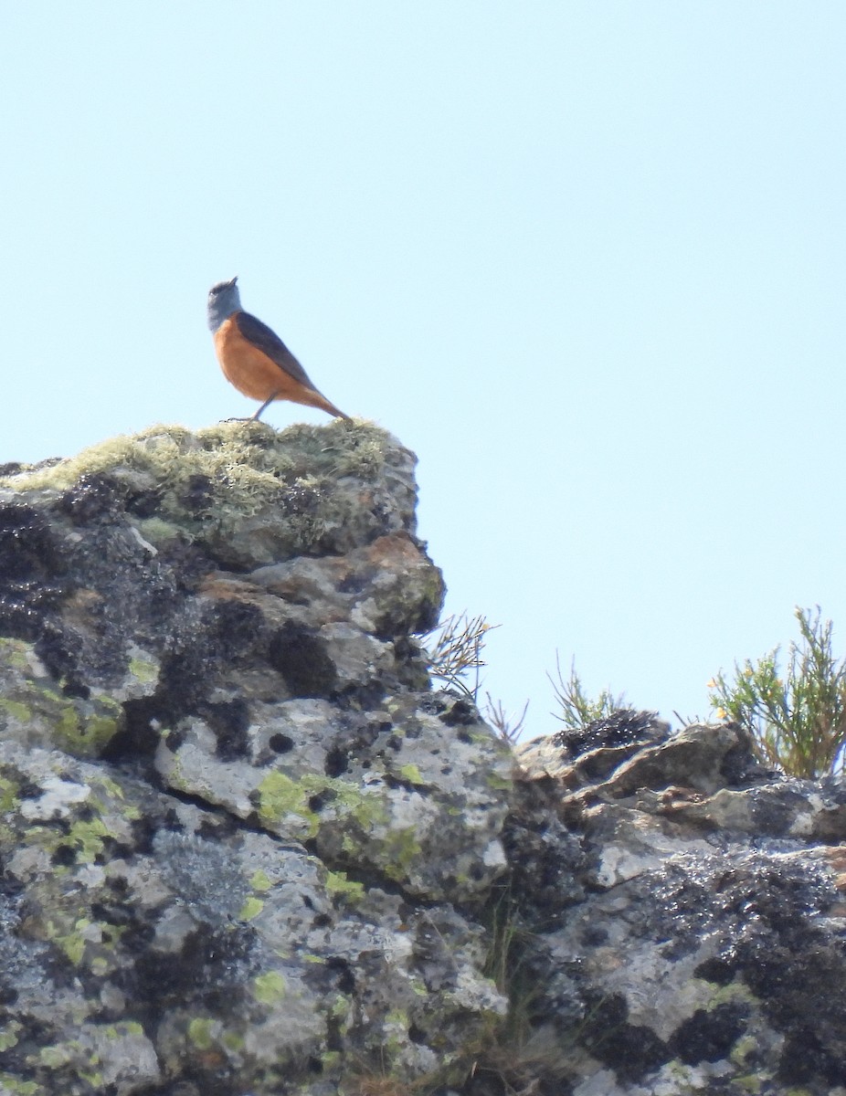 Rufous-tailed Rock-Thrush - Carlos Alberto Ramírez