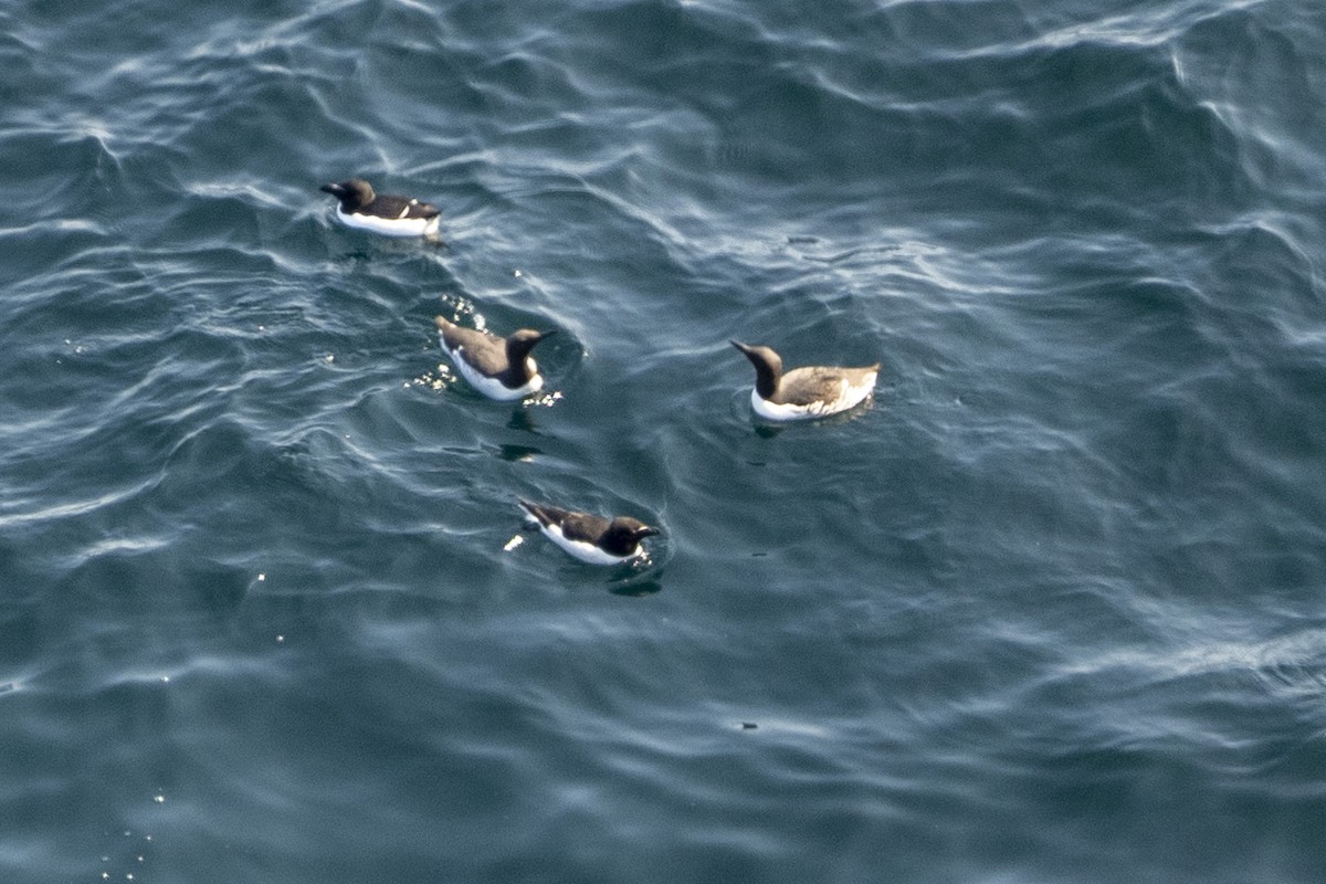 Razorbill - Paul Beerman