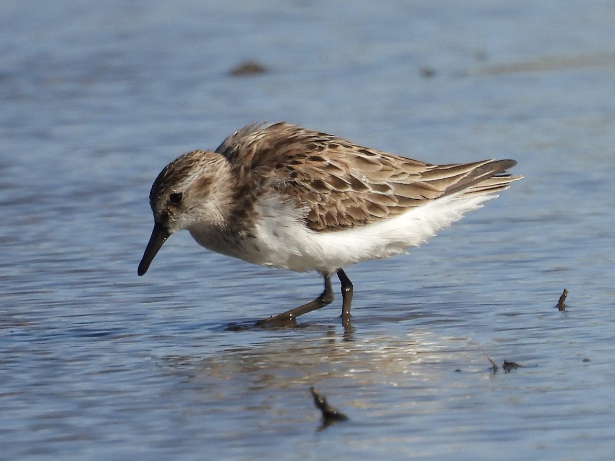 Semipalmated Sandpiper - ML619336074