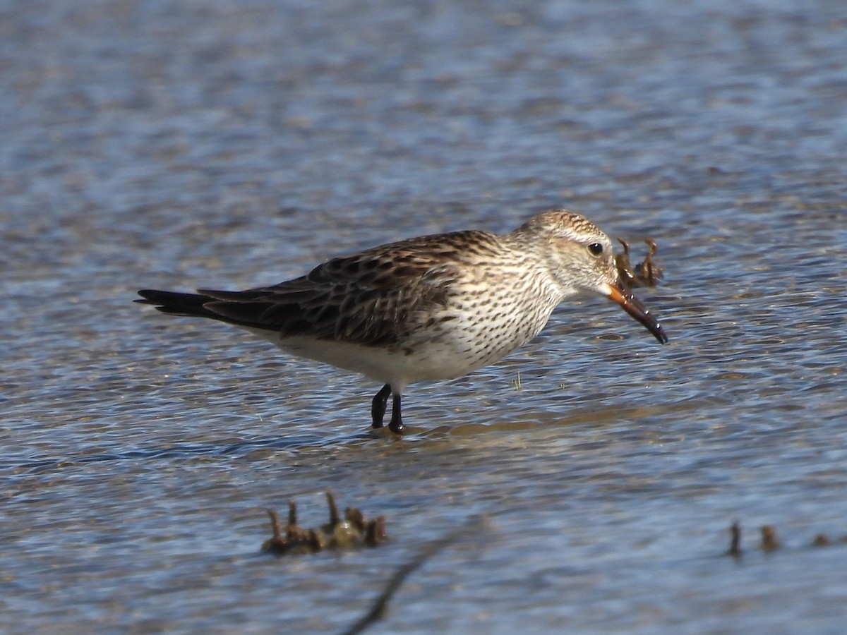 White-rumped Sandpiper - Jenny Young